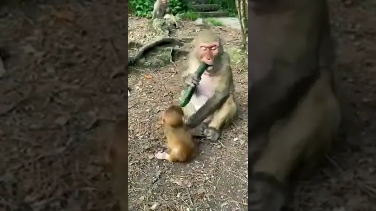 One Greedy Mother