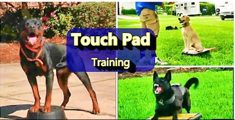 Everyone needs this Dog training skill