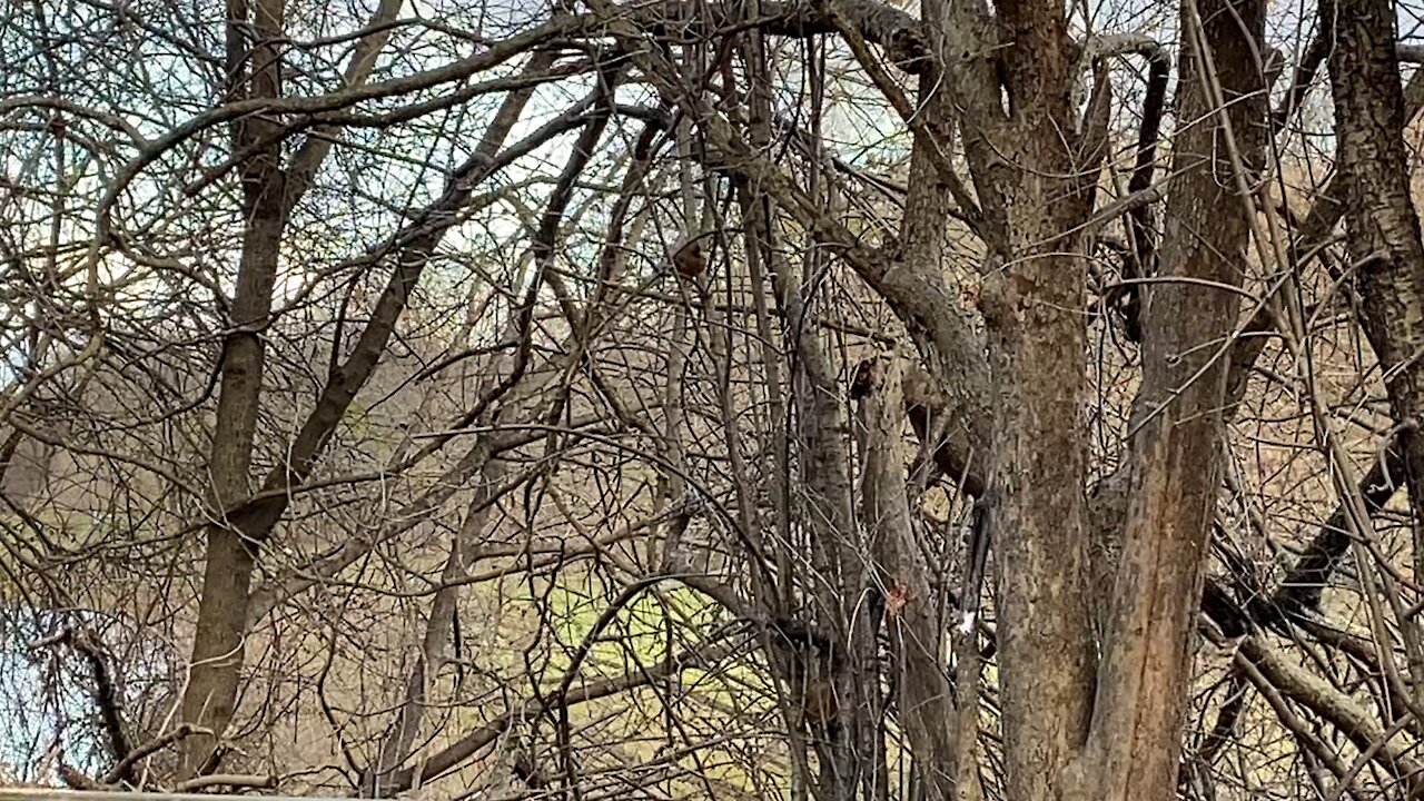 Cardinal female in the trees