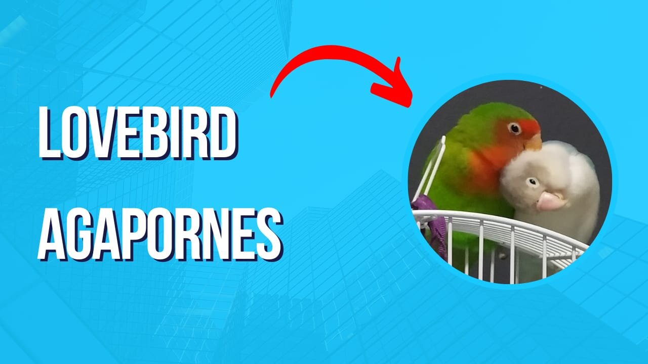 LOVEBRIDS AGAPORNES