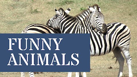 Funny Animals Compilation | Animal fails - Funniest Animals 2021