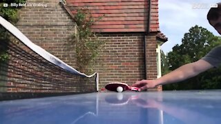 Ce chien se prend pour un arbitre de tennis de table