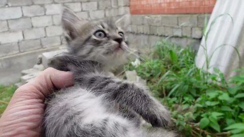 Собаки чуть не убили котенка Он зашел на чужую территорию в поисках еды