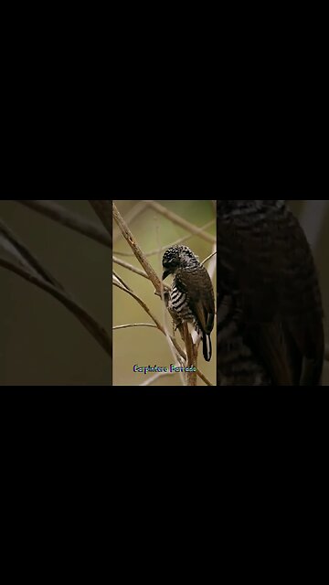 Aves del #uruguay: Carpintero Barrado