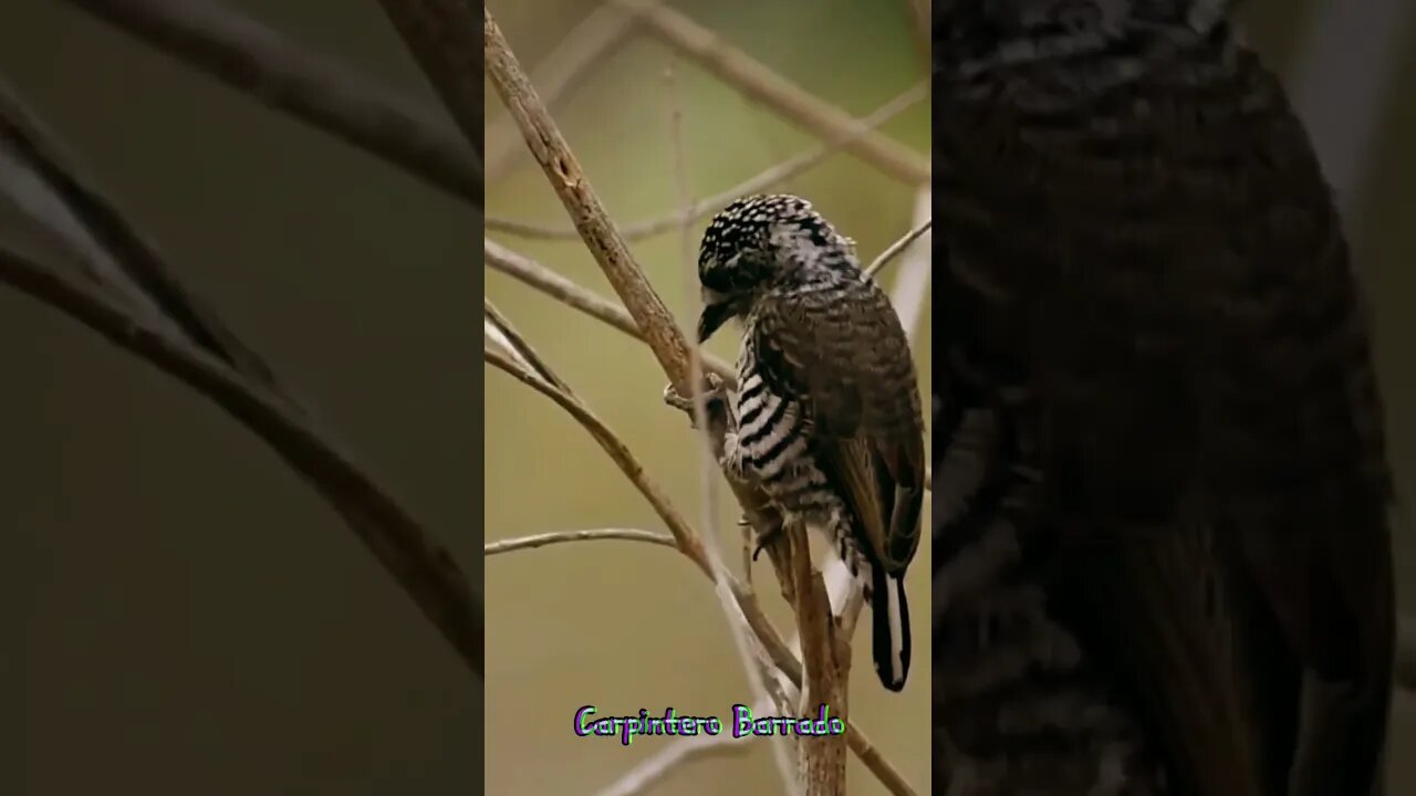 Aves del #uruguay: Carpintero Barrado