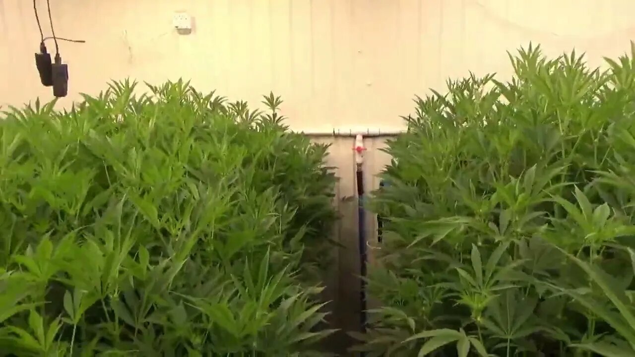 Day 17 Flower Short Video