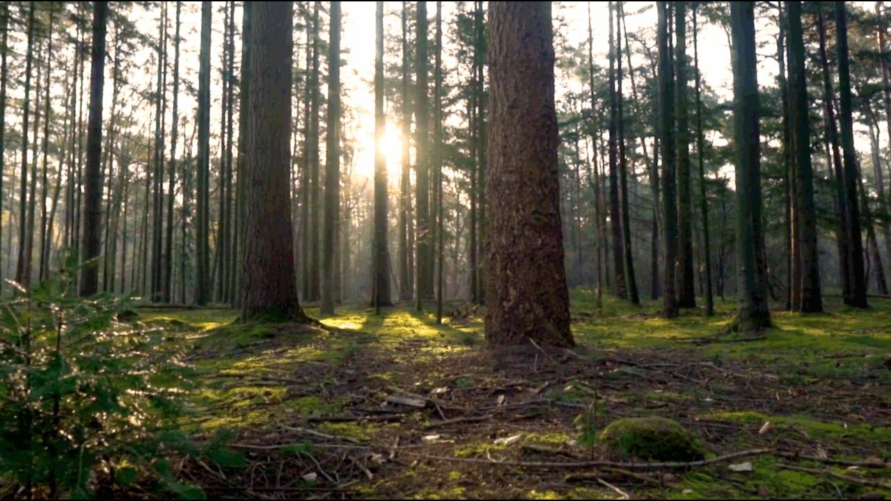 Walk Forest Nature Sounds Birds Singing Relaxing