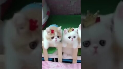 Funiest cat and dog compilation