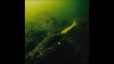 Baitcamera in Tampa Bay