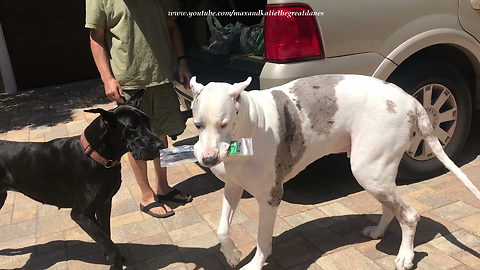 Great Dane Teaches Sister Dog How To Carry Stuff