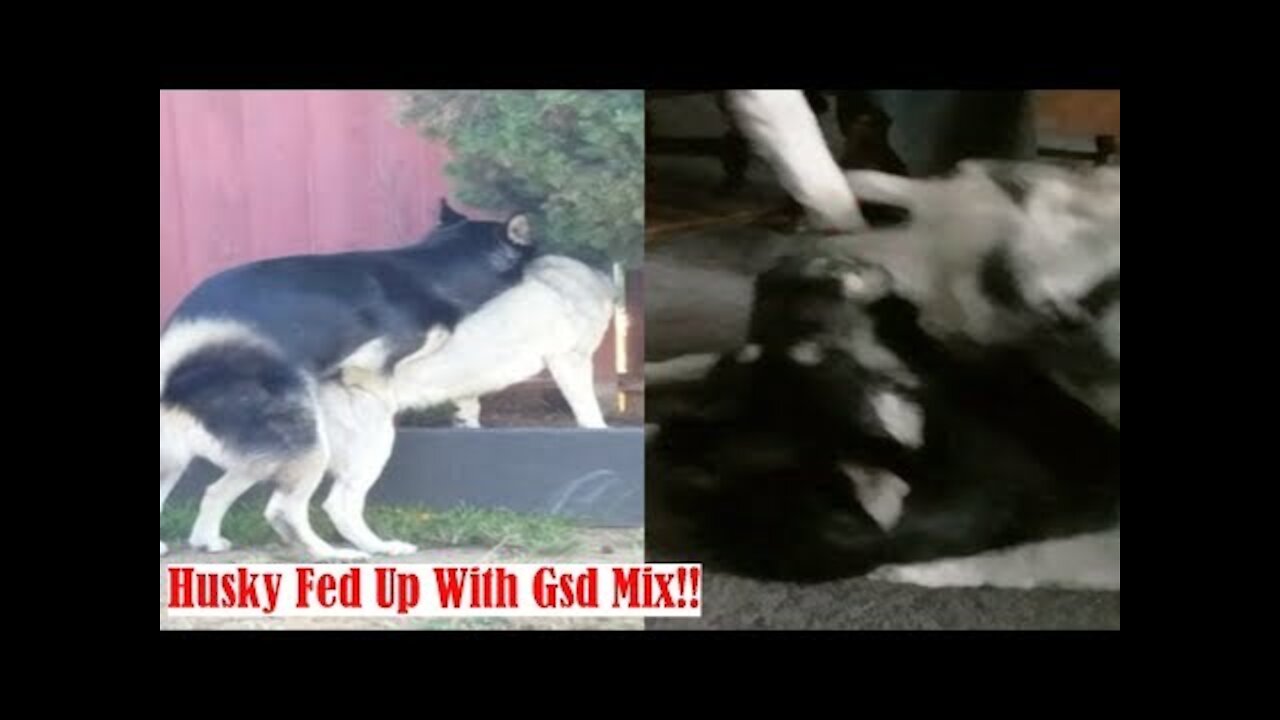 Siberian Husky Inflicting Pain: German Shepherd Mix Annoys Alpha