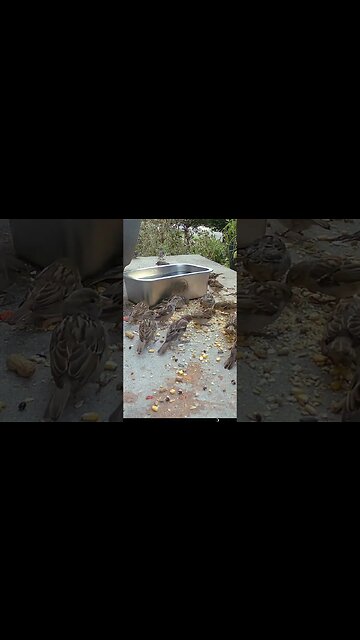 A Flock Of Sparrows! 🐦