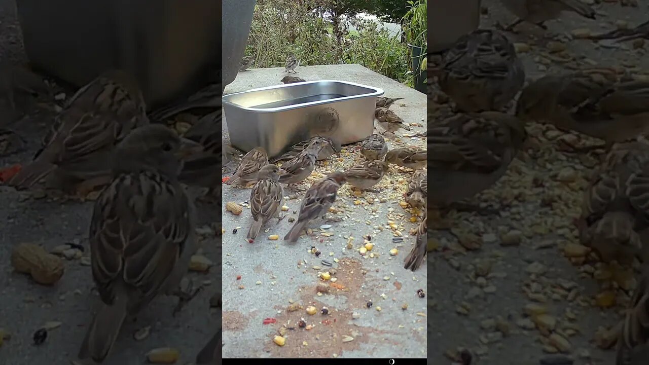 A Flock Of Sparrows! 🐦