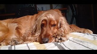 #dogshow , #animals , #dogs, #shorts