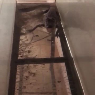 U.S. Marshals find alligator during arrest