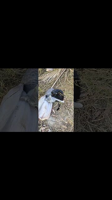 Wilbur and Charlotte having an afternoon nap #cats #cutecats #kittens #cutekittenvideos #catshorts