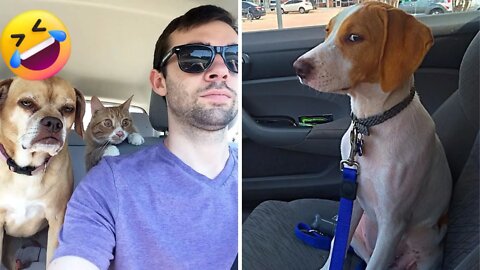 Hilarious Moments When Dogs Realized They Were Going To The Vet Instead Of The Park