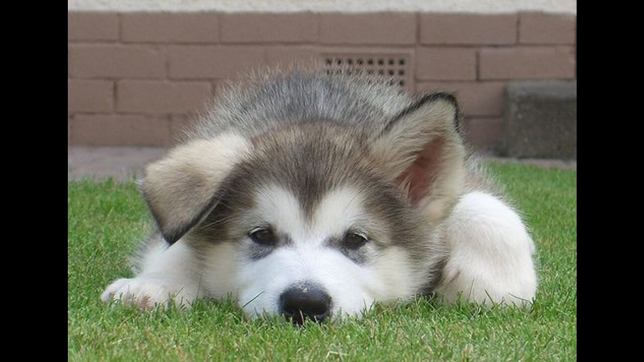 Baby Alaskan Malamute Cutest and Funniest Moments