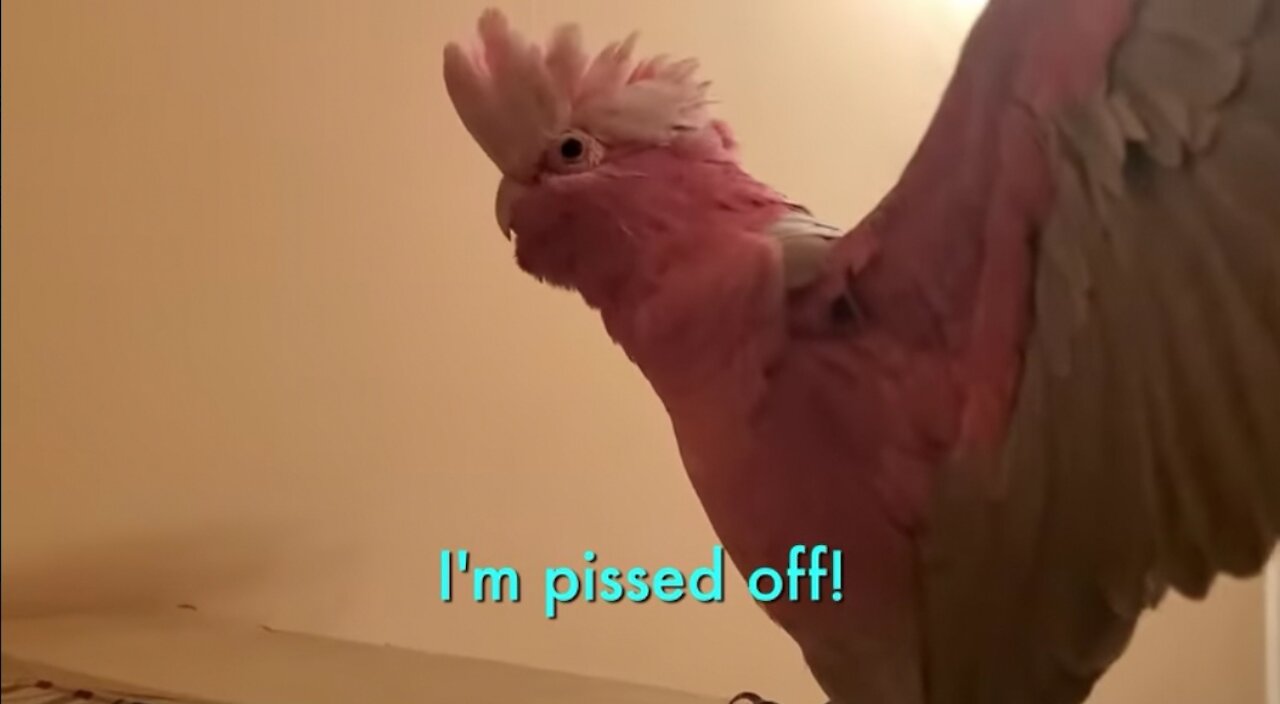 Parrot Throws Tantrum And Says He's Pi$$ed Of, Try Not To Laugh