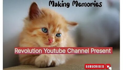 funny kitten #ytshort