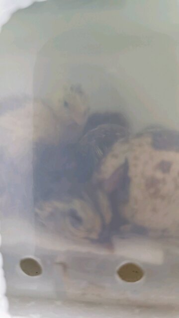 Baby Quail Just Hatched