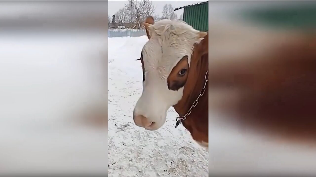 Cows rejoice in winter and snow