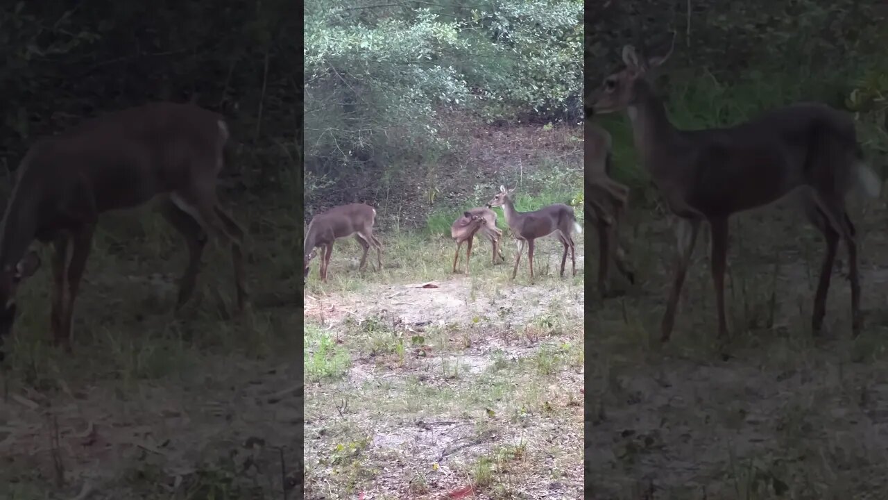 Does moving through this afternoon. #georgia #hunting #archery