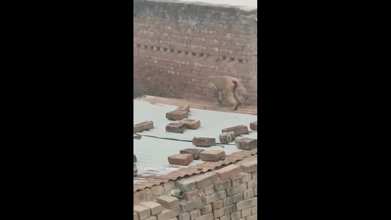 monkey🐒🐒 #funny #comedy#viral #trending #monkey #shorts #yt