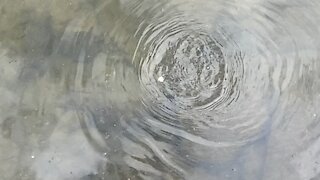 Minnows of the Humber River 72