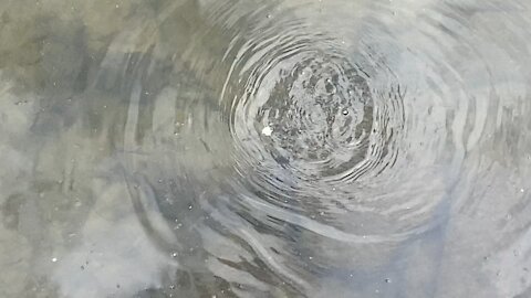 Minnows of the Humber River 72