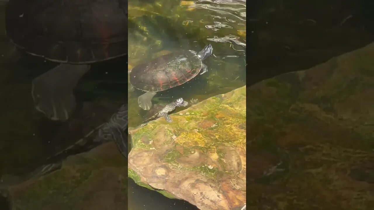 84 degrees and plenty of turtles! #turtle #turtlepond #turtlevideo #redearedslider #yellowbelly