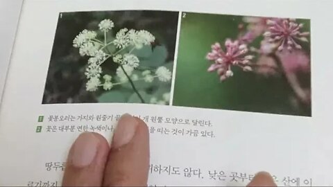 우리산 우리산나물, 오현식, 땅두릅, 식물학자, 독활, 독풍불요, 봄날씨, 새순, 냉해, 계곡, 솜털,자생, 묏미나리, 왕산, 묵정밭, 식물도감, 모싯대, 팔공산, 비로봉, 멸가치