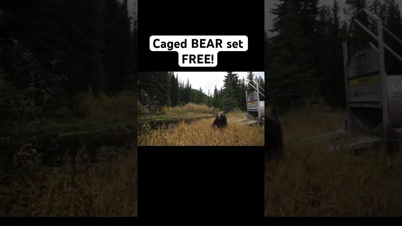 Caged BEAR set FREE