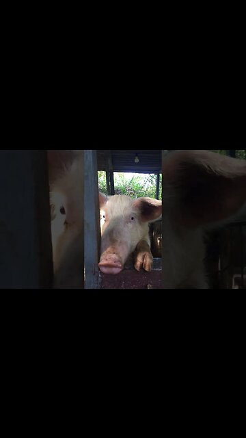 Peppah pig says hello