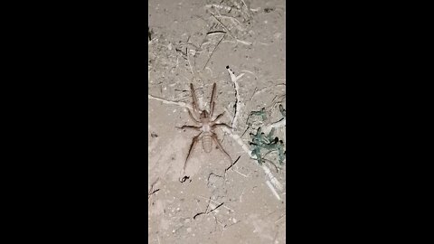 A Big spider in desert