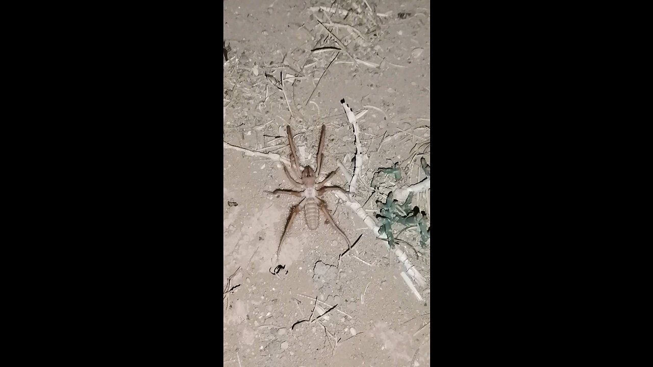 A Big spider in desert