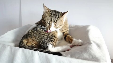 Cat Always Washes His Fur after Playing