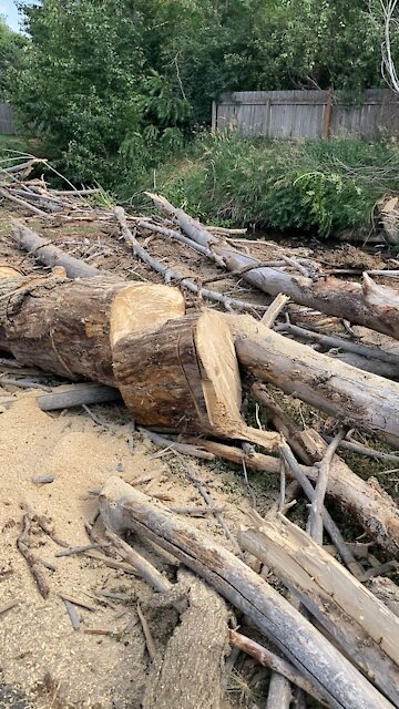 Jul 3 2021 Down six trees in 101 Degrees! Lots of chainsaw work!