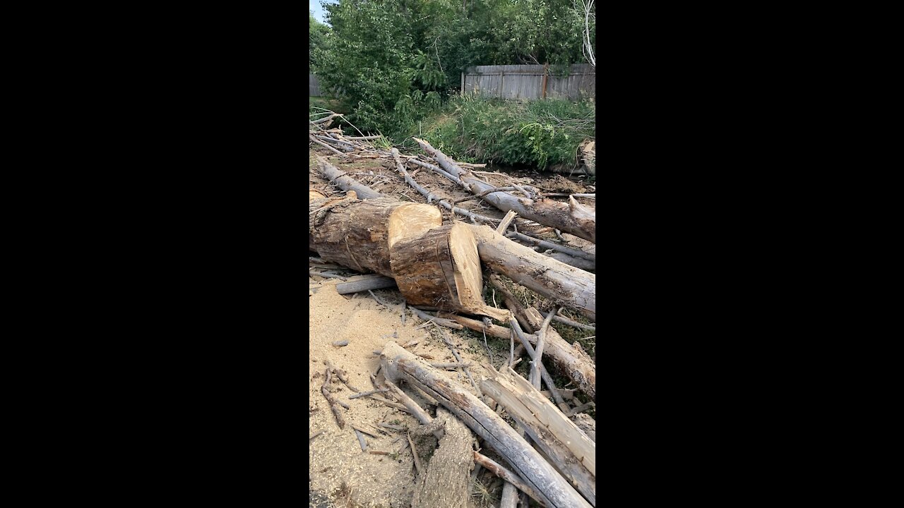 Jul 3 2021 Down six trees in 101 Degrees! Lots of chainsaw work!