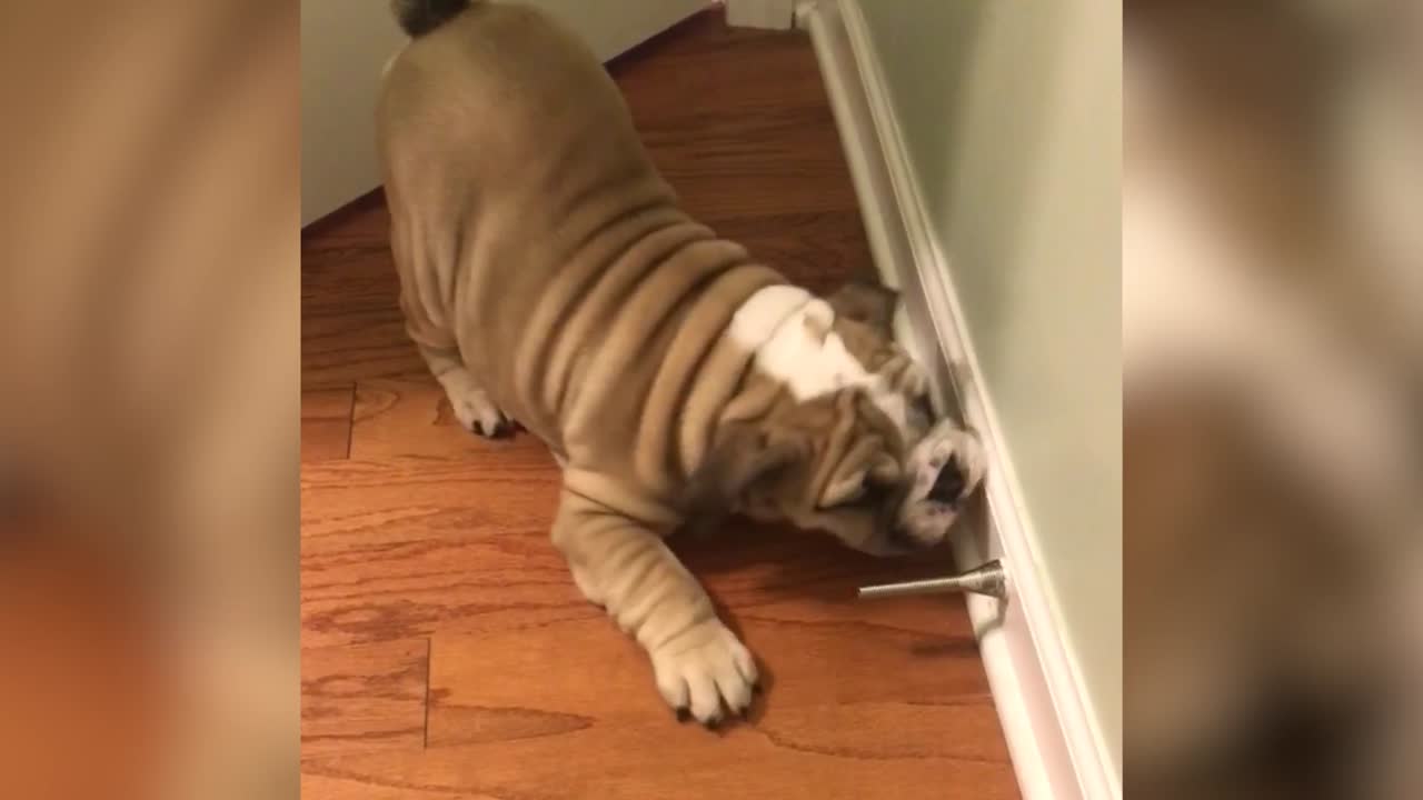 Puppies vs Door Stops