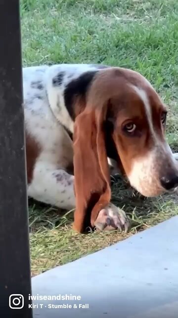 Basset Hound