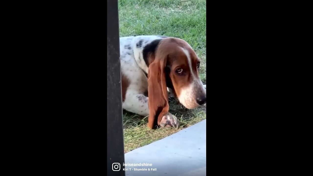 Basset Hound