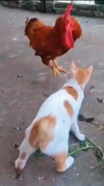 hens vs cat😂😂 funny videos#shorts #viral