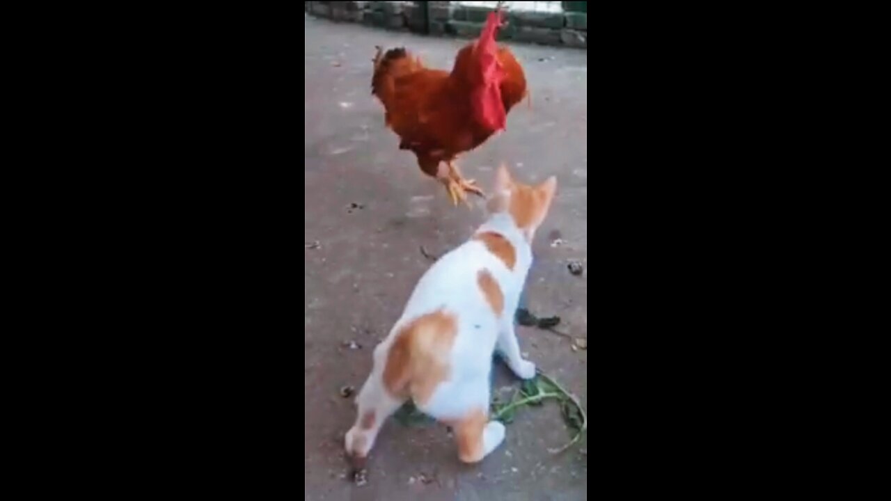 hens vs cat😂😂 funny videos#shorts #viral