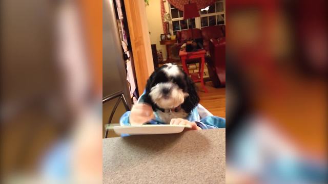 "A Dog with Human Hands Eats Cheese Off of a Plate"