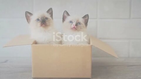 Cute Kittens Exploring the World