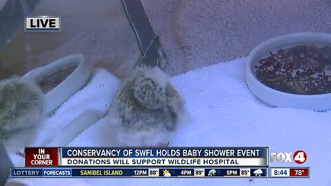 Conservancy of SWFL holds baby shower for wildlife hospital patients