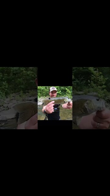 Creek fishing at its finest!