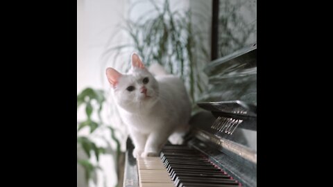 Little cat jumping on the piano