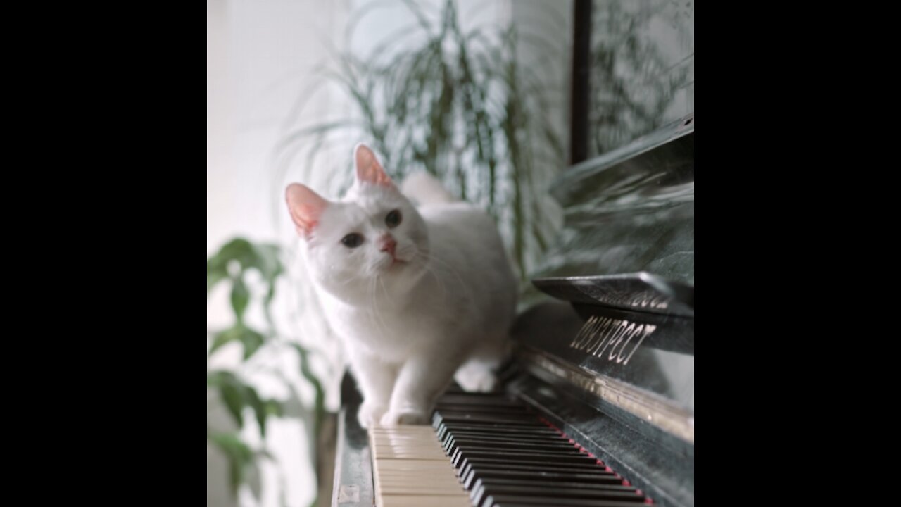 Little cat jumping on the piano